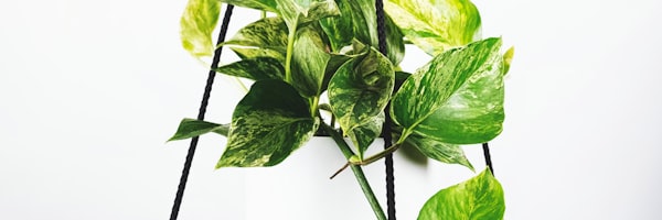 球星训练瞬间 - 球员在健身房进行力量训练